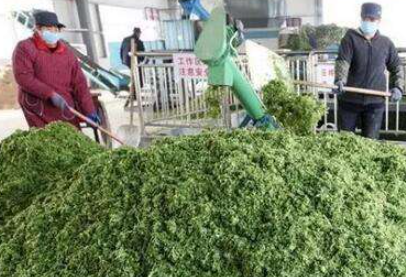 大量幾百噸廢棄菜葉回收利用生產(chǎn)工藝，果蔬垃圾廢菜葉怎么處理？